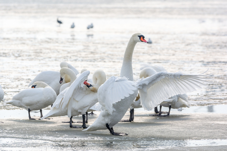Swans, seagulls and ducks on ice frozen sea. Winter.の写真素材