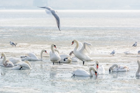 Swans, seagulls and ducks on ice frozen sea. Winter.の写真素材
