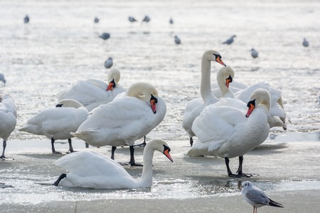 White swans on ice frozen sea. Winter.の写真素材