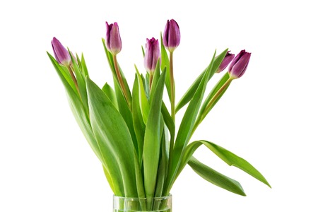 Bouquet of spring flowers, purple or lilac tulips. Isolated, white background.の写真素材