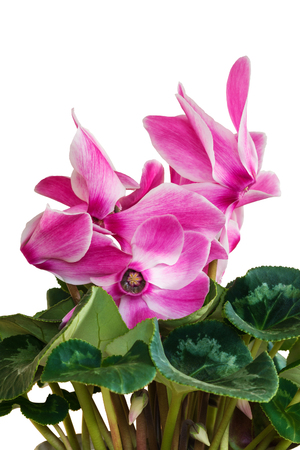 Bouquet of spring flowers in a flowerpot, pink cyclamen. Isolated, white 

background.の写真素材