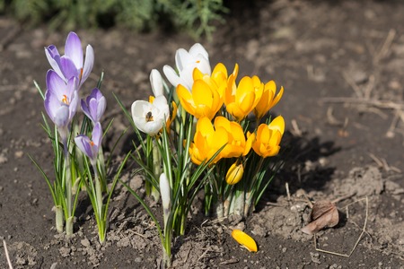 Violet, white and yellow crocuses - small, spring flowering plant of the iris family.の写真素材