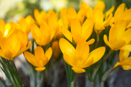 Yellow crocuses - small, spring flowering plant of the iris family.の写真素材