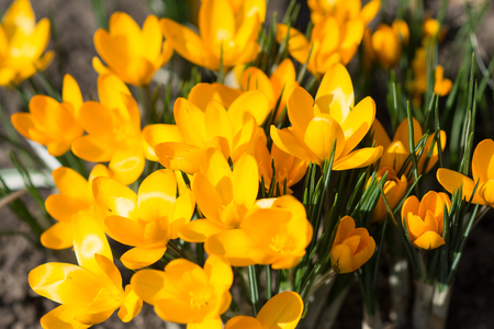 Yellow crocuses - small, spring flowering plant of the iris family.の写真素材