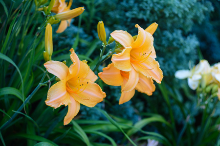 Orange flower of hemerocallis in the summer garden.の写真素材