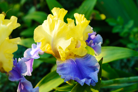 Flower of yellow-blue iris in the springtime garden.の写真素材
