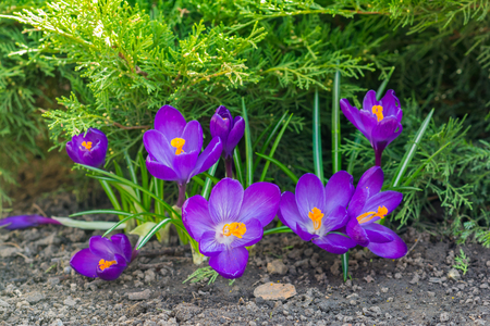 Violet crocuses - small, spring flowering plant of the iris family.の写真素材