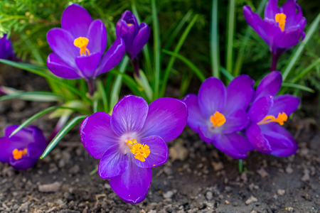 Violet crocuses - small, spring flowering plant of the iris family.の写真素材