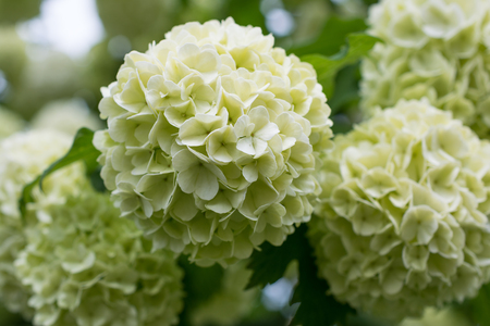 White flowers of viburnum snow ball in spring garden. Guelder rose boule de neige.の写真素材