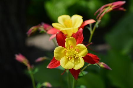Aquilegia - plant of the buttercup family, bearing showy flowers with backward-pointing 

spurs.の写真素材