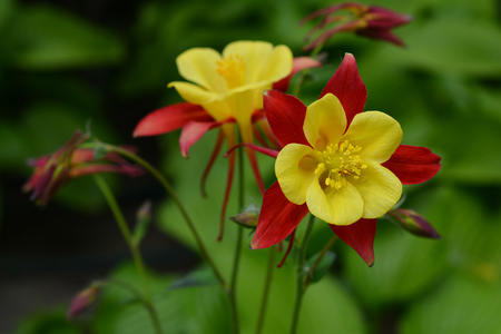 Aquilegia - plant of the buttercup family, bearing showy flowers with backward-pointing 

spurs.の写真素材