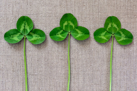 Green leaves of clover on the background of linen cloth.