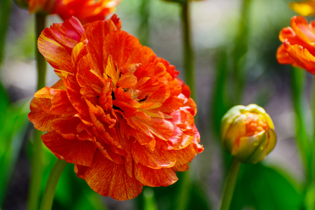 Multilobed, terry orange and yellow tulip in a spring garden.の写真素材