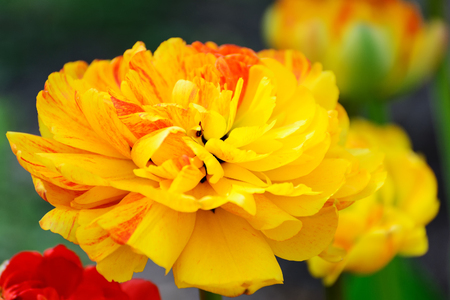 Multilobed, terry  yellow and orange tulip in a spring garden.の写真素材
