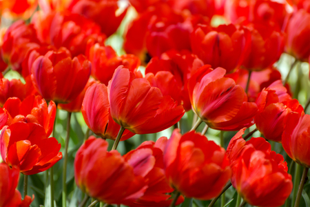 There are many red tulips in the spring garden.の写真素材