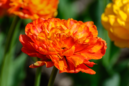 Multilobed, terry orange and yellow tulip in a spring garden.の写真素材