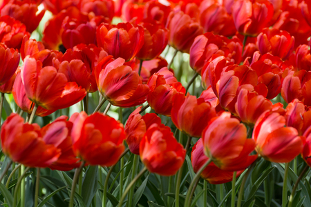 There are many red tulips in the spring garden.の写真素材