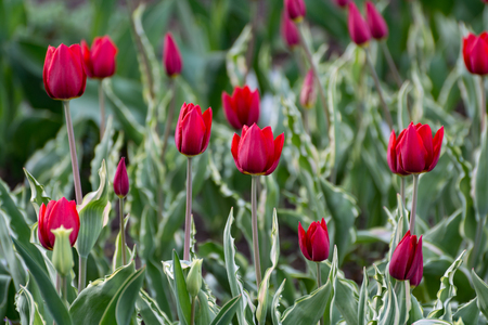 There are many red tulips in the spring garden.の写真素材