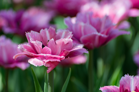 There are many pink tulips in the spring garden.の写真素材