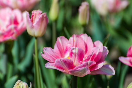 Pink tulips in the spring garden. Springtime flowering.の写真素材
