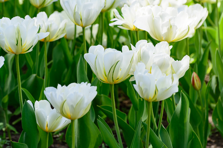 White tulips in the spring garden. Springtime flowering.の写真素材