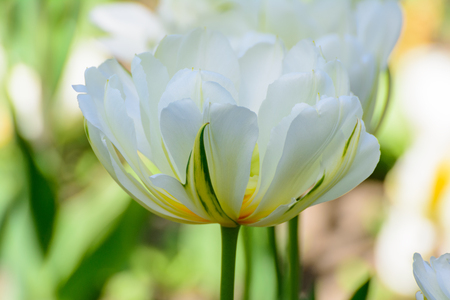 White tulips in the spring garden. Springtime flowering.の写真素材