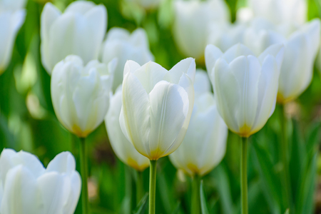 White tulips in the spring garden. Springtime flowering.の写真素材