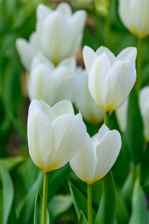 White tulips in the spring garden. Springtime flowering.の写真素材