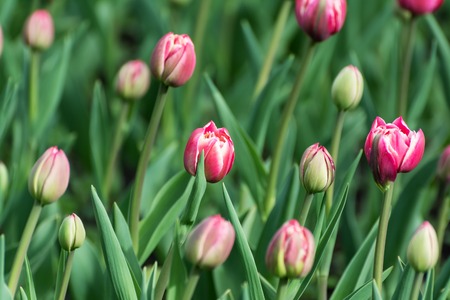 Many pink tulips in the spring garden.の写真素材