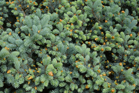 Young twigs of blue spruce. Background image of vernal spruce branches.の写真素材