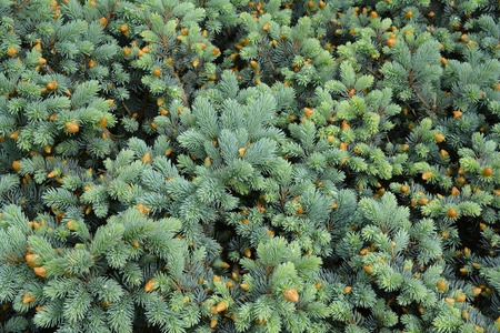 Young twigs of blue spruce. Background image of vernal spruce branches.の写真素材