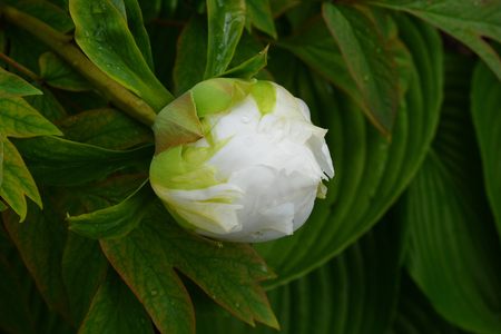 A flower of a white peony in a spring garden.の写真素材