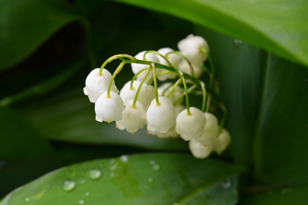 Lily of the valley, spring flowers with a beautiful aroma.の写真素材