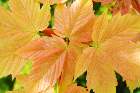 Young spring pink maple leaves. In the spring garden.の写真素材