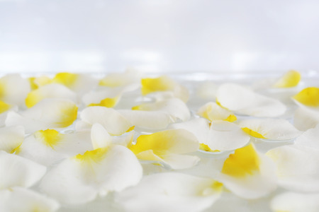 Beautiful cream, white scattered rose petals on an abstract white background with a soft focus.の写真素材
