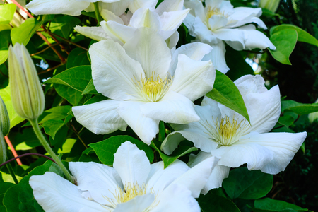 Flowers of white clematis in the summer garden.の写真素材