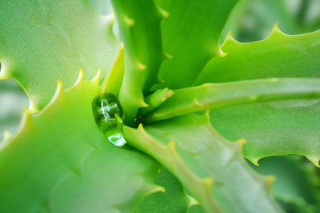 Drop of water on the green jagged leaves of a medicinal plant of Aloe Vera.の写真素材