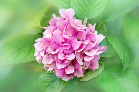 Pink hydrangea flowers in the garden against the background of green leaves.の写真素材
