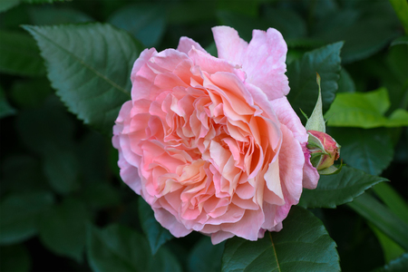 Lively pink rose Augusta Luise in the summer garden. Spring park.の写真素材