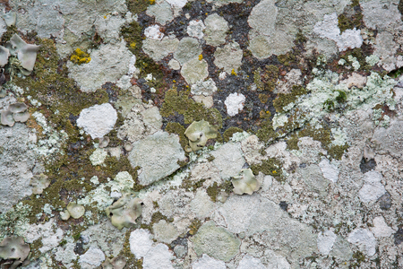 Surface granite stone with colored lichen. Abstract natural background.の写真素材
