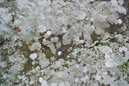 Surface granite stone with colored lichen. Abstract natural background.の写真素材