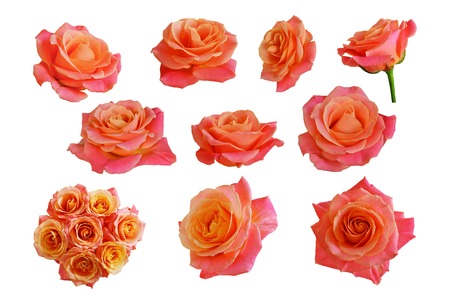 Flowers of orange, pink roses.  Isolated, white background.の写真素材