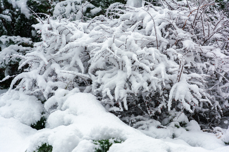 Winter, snowfall in the garden. Snow-covered garden, frosty weather.の写真素材