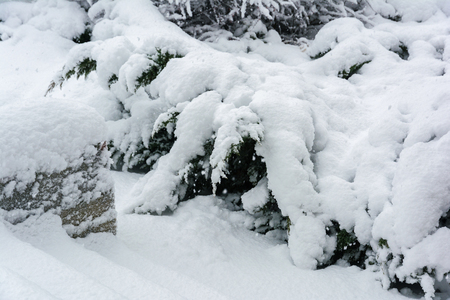Winter, snowfall in the garden. Snow-covered garden, frosty weather.の写真素材