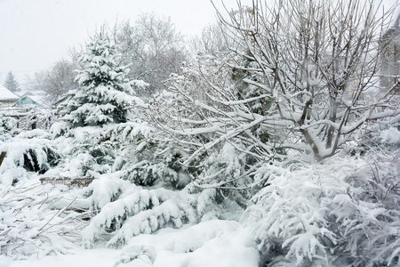 Winter, snowfall in the garden. Snow-covered garden, frosty weather.の写真素材