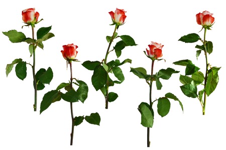 Red with white roses, green leaves. Isolated, white background.の写真素材