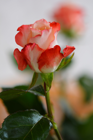 Bouquet of live red with white roses in vase on table.の写真素材