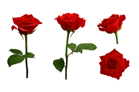 Red or scarlet roses with green leaves. Isolated, white background.の写真素材