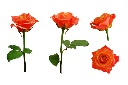 Flowers of orange, pink roses.  Isolated, white background.の写真素材