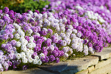 White, lilac and violet flowers alyssum on flowerbed in summer garden.の写真素材